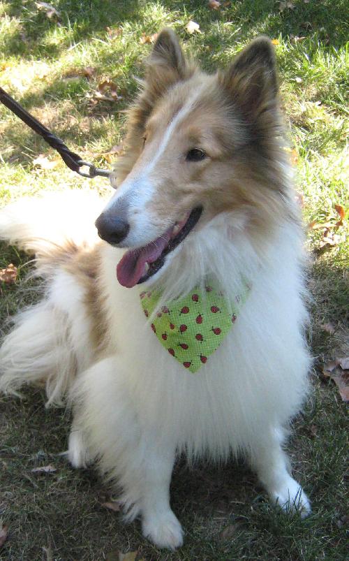 Dallas (Dolly) - photo 2