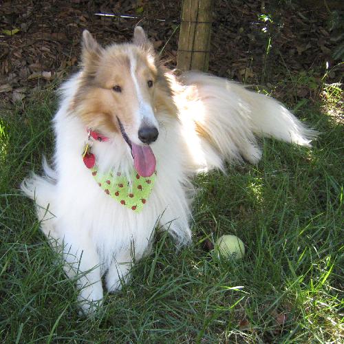 Dallas (Dolly) - photo 3