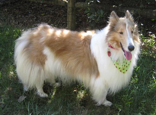Dallas (Dolly) - photo 4