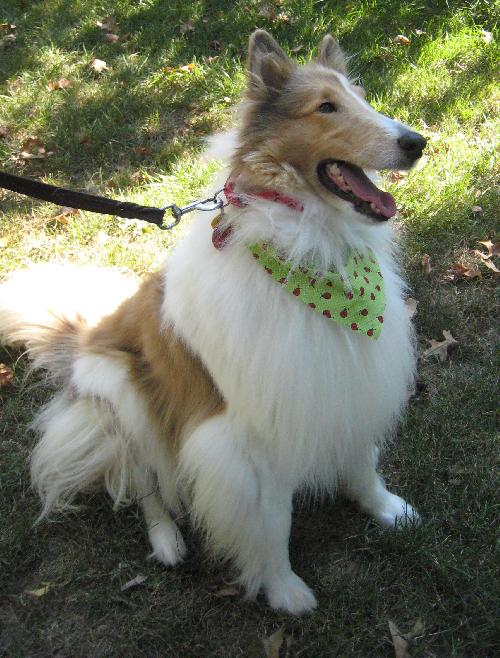 Dallas (Dolly) a Adult Female Collie (long coat) adopted through Collie Rescue