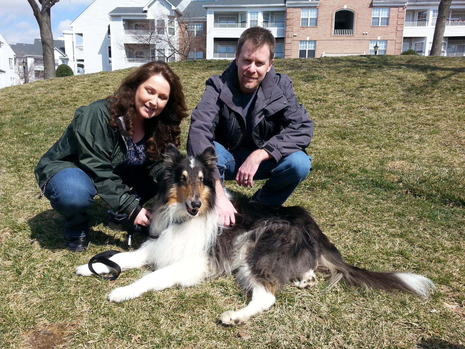 Landon a Adult Male Collie (long coat) adopted through Collie Rescue