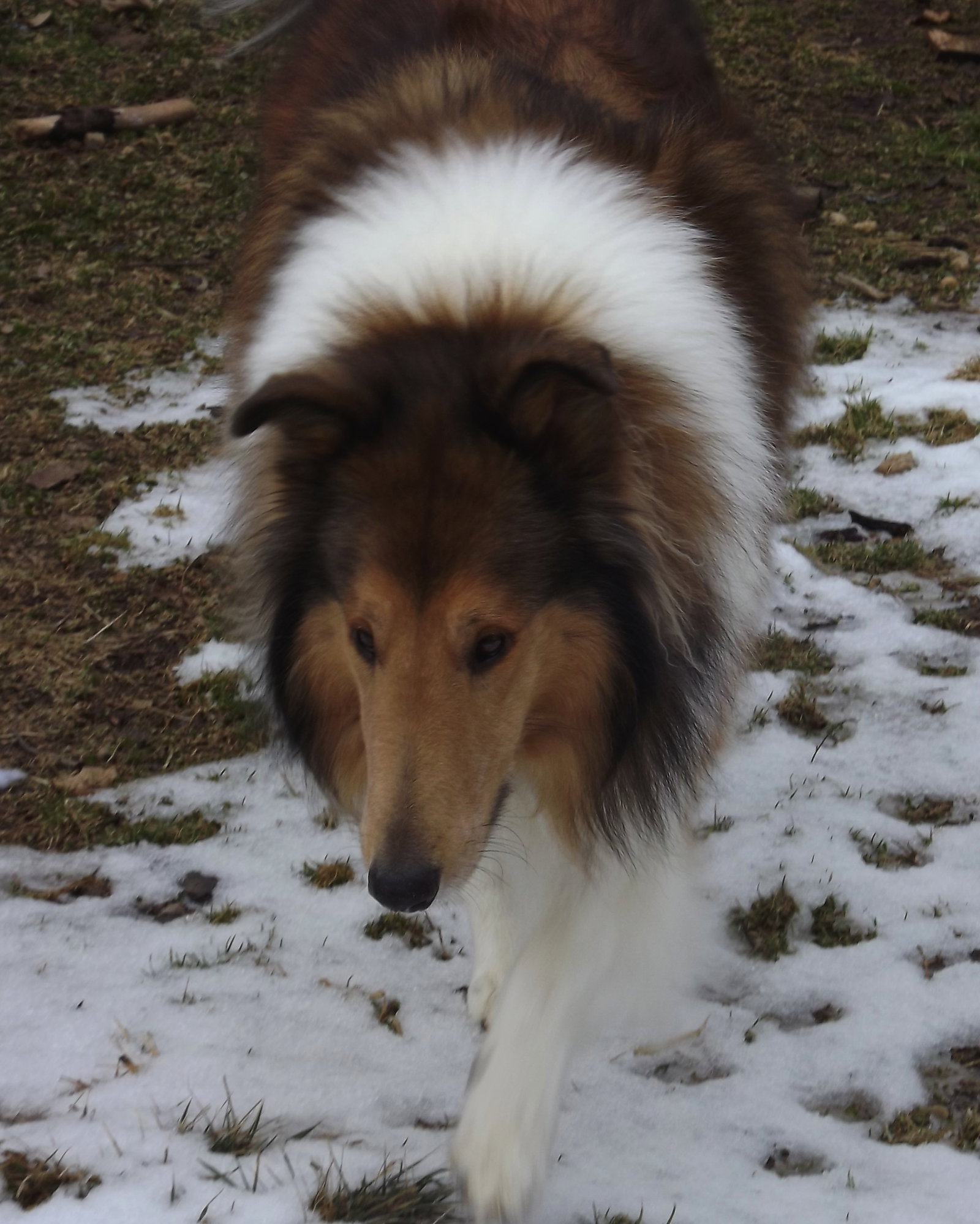 Frankie - photo 2