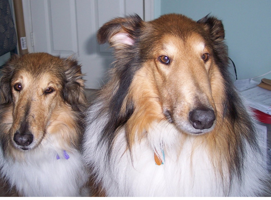 Frankie a Adult Male Collie (long coat) adopted through Collie Rescue