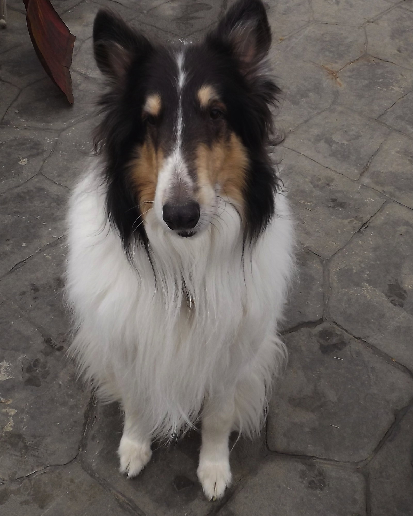 Pepsi a Adult Male Collie (long coat) adopted through Collie Rescue