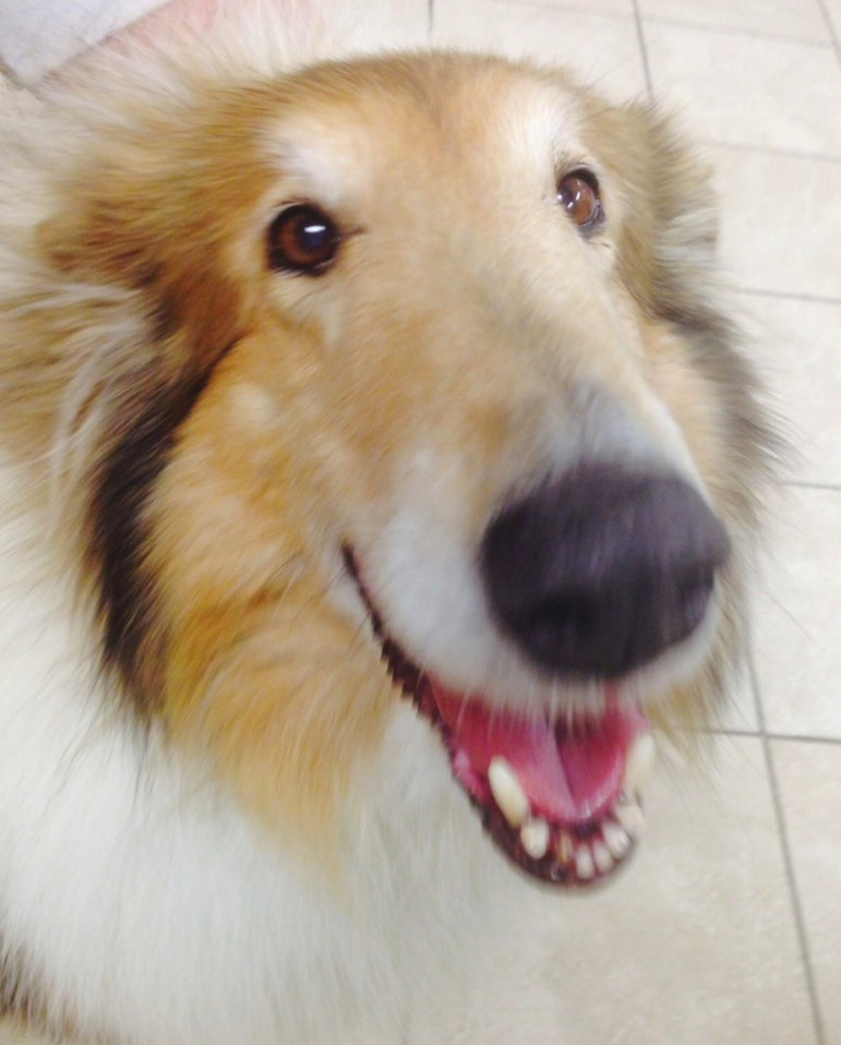 Macie - photo 2