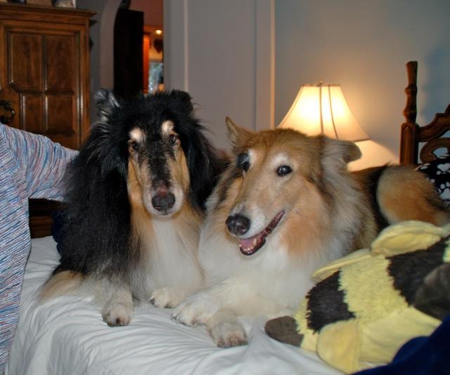 Macie a Adult Female Collie (long coat) adopted through Collie Rescue