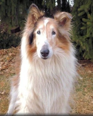 Princess a Senior Female Collie (long coat) adopted through Collie Rescue