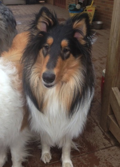 Ebony a Young Female Collie (long coat) adopted through Collie Rescue