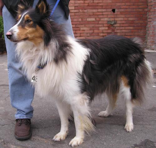 Josie a Adult Female Collie (long coat) adopted through Collie Rescue