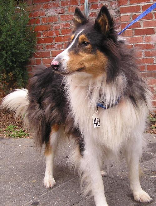 Josie - photo 2