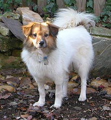 Bo Bo Baggins a Adult Male Shetland Sheepdog Sheltie / Mixed (long coat) adopted through Collie Rescue