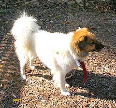 Bo Bo Baggins - photo 3