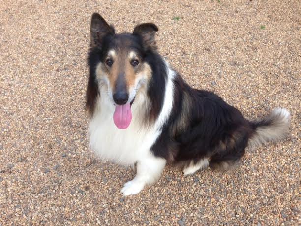 Sampson - photo 3