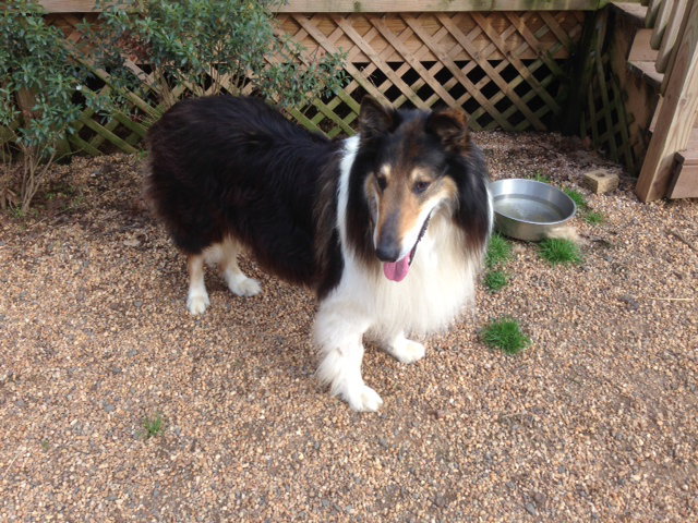 Sampson - photo 2
