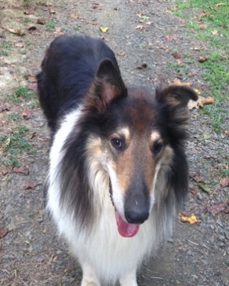 Sampson - photo 4