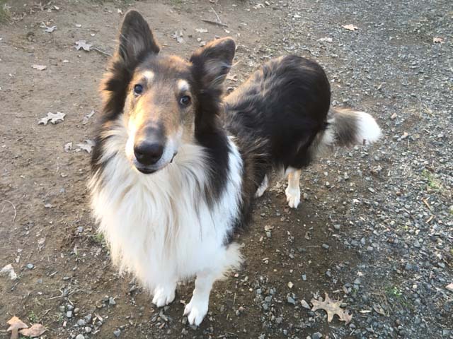 Sampson a Adult Male Collie (long coat) adopted through Collie Rescue