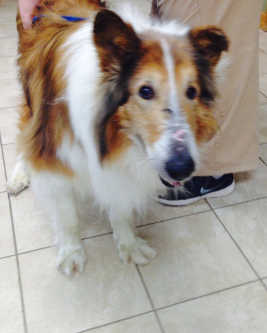 Laddie a Senior Male Collie (long coat) adopted through Collie Rescue