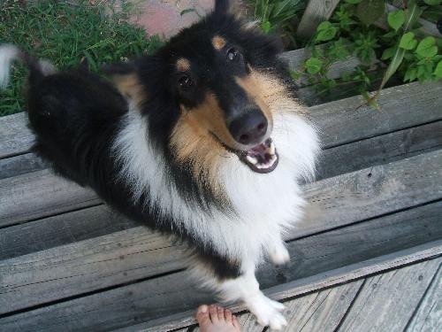 Zoe a Baby Female Collie (long coat) adopted through Collie Rescue