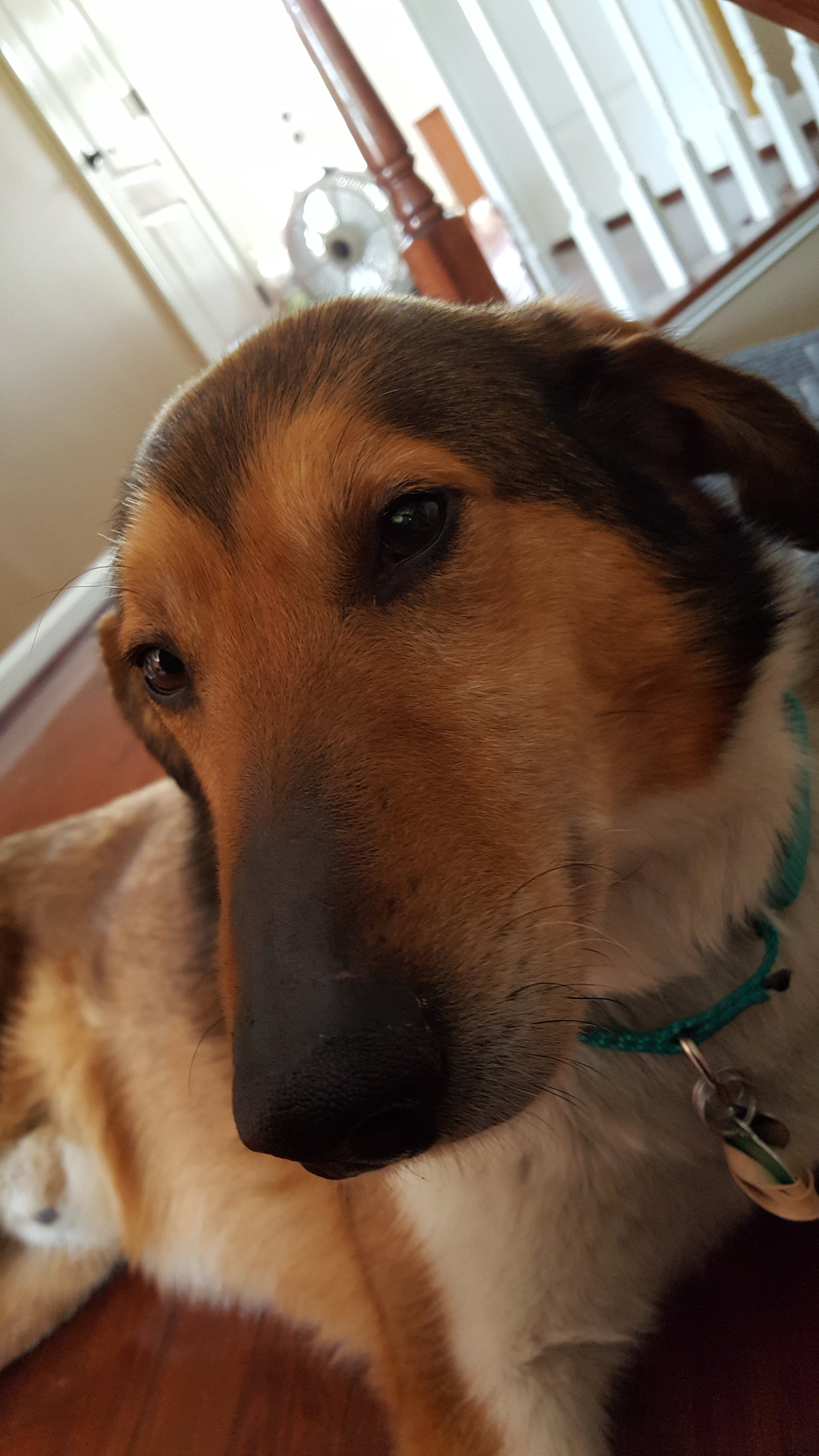 Quinn a Adult Male Collie (short coat) adopted through Collie Rescue