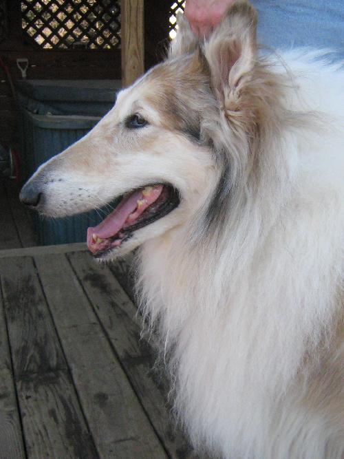 Domingo a Adult Male Collie (long coat) adopted through Collie Rescue