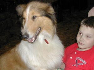 Jules a Adult Female Collie (long coat) adopted through Collie Rescue