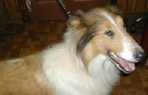 Jules - photo 2