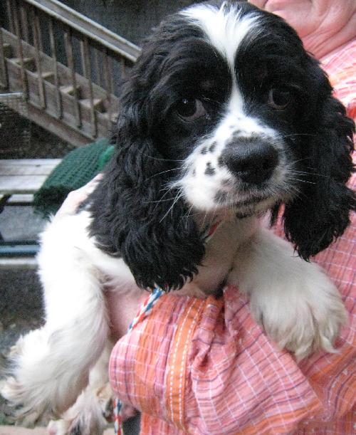 LuLu a Adult Female Cocker Spaniel (medium coat) adopted through Collie Rescue