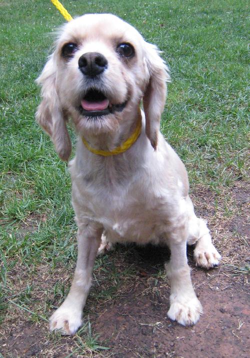 Bella a Adult Female Cocker Spaniel (medium coat) adopted through Collie Rescue