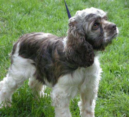 Lindsey a Adult Female Cocker Spaniel (long coat) adopted through Collie Rescue