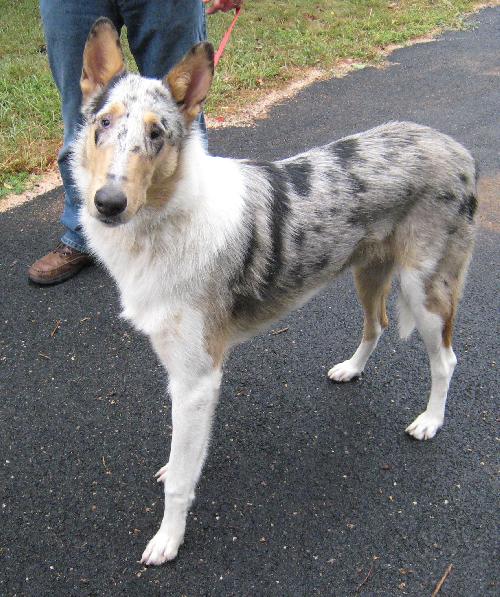 Zep a Young Male Collie (short coat) adopted through Collie Rescue