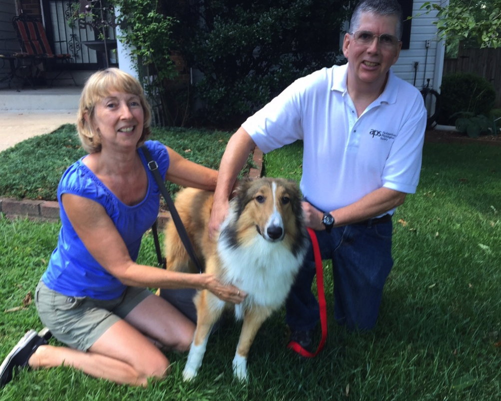 Jennie a Young Female Collie (long coat) adopted through Collie Rescue