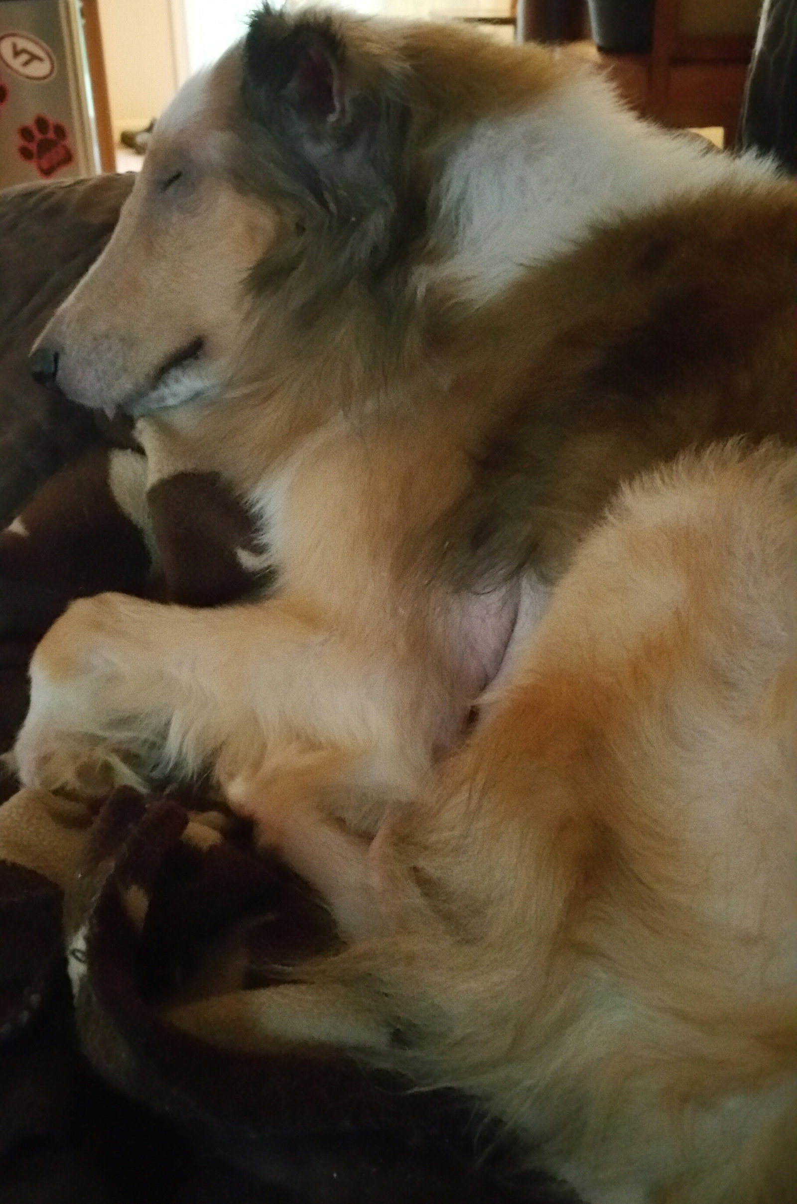 Max - photo 3