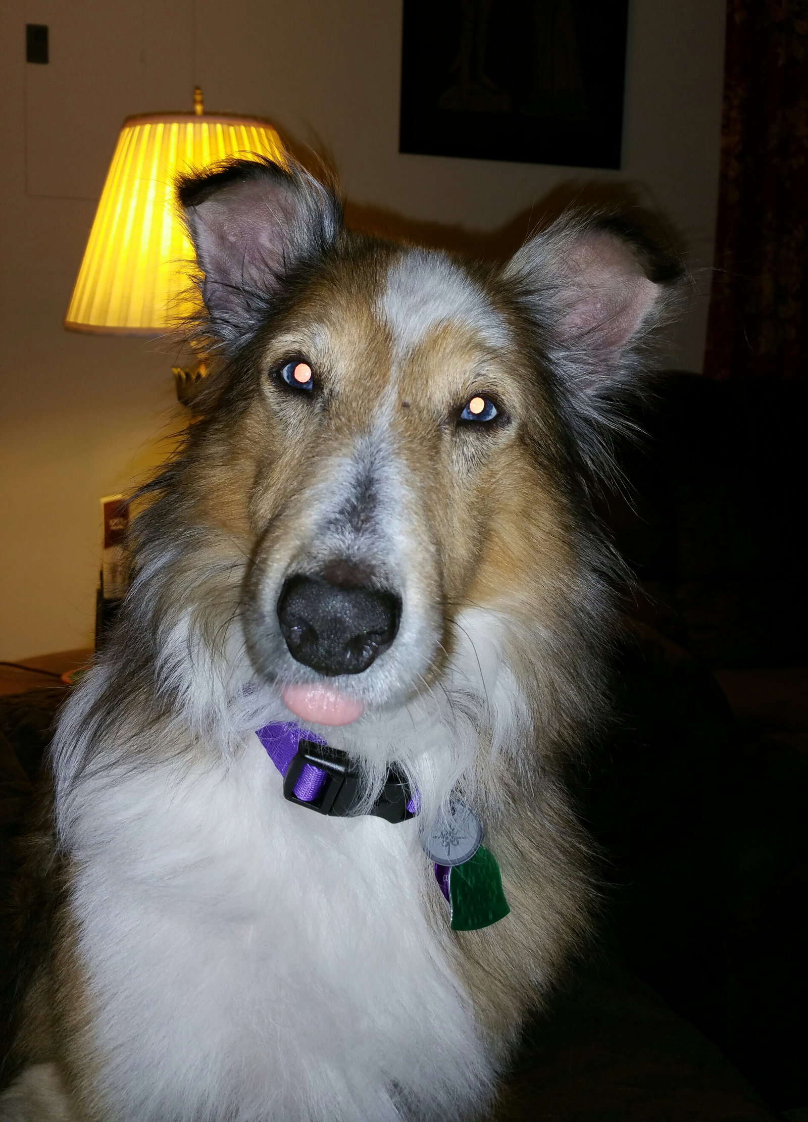 Max a Adult Male Shetland Sheepdog Sheltie (long coat) adopted through Collie Rescue