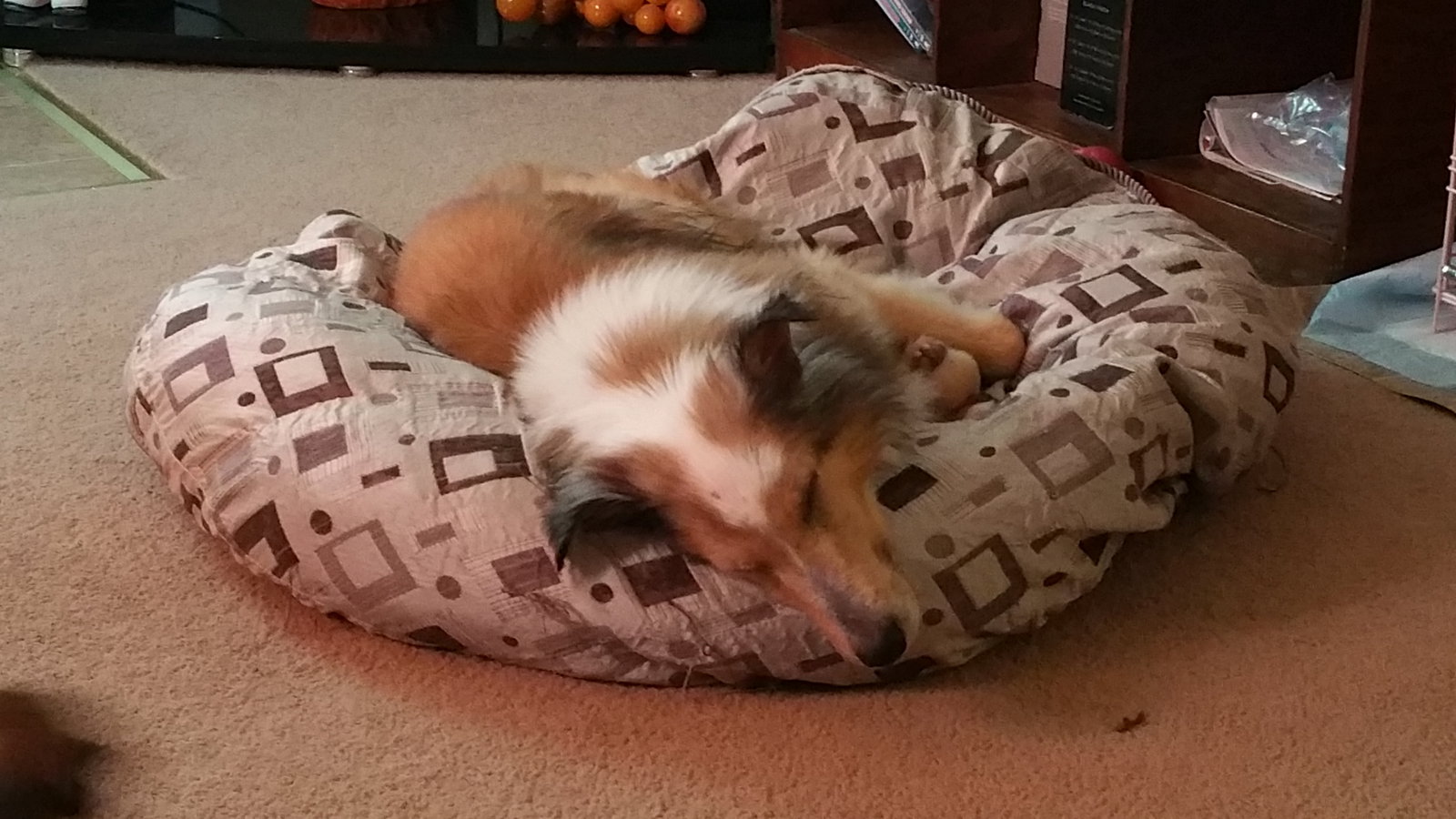 Max - photo 4