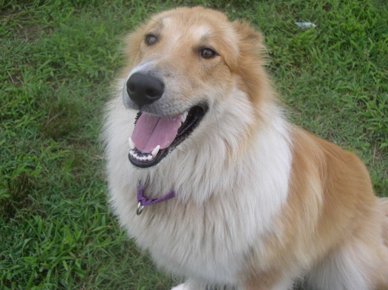 Mikey a Young Male Collie (long coat) adopted through Collie Rescue