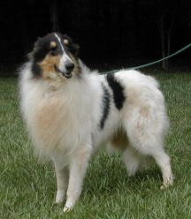 Pepsi a Young Male Collie (long coat) adopted through Collie Rescue