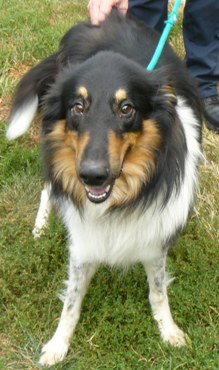Laddie a Adult Male Collie / Mixed (long coat) adopted through Collie Rescue