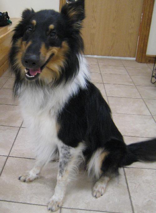 Laddie - photo 2