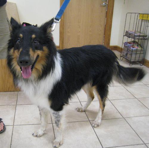 Laddie - photo 3