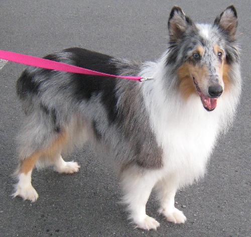 Katie a Adult Female Collie (long coat) adopted through Collie Rescue