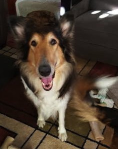 Bella - photo 2
