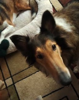 Bella a Adult Female Collie (long coat) adopted through Collie Rescue