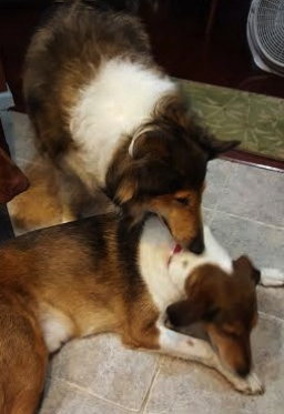 Bella - photo 4