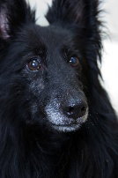 Florence a Senior Female Border Collie (long coat) adopted through Collie Rescue
