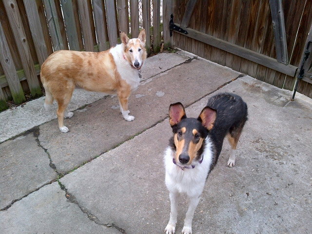 Naomi a Young Female Collie (short coat) adopted through Collie Rescue