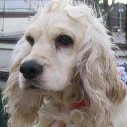 Jules a Adult Female Cocker Spaniel (medium coat) adopted through Collie Rescue