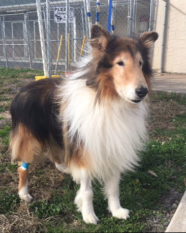 Senior Care Program - Beau - photo 2
