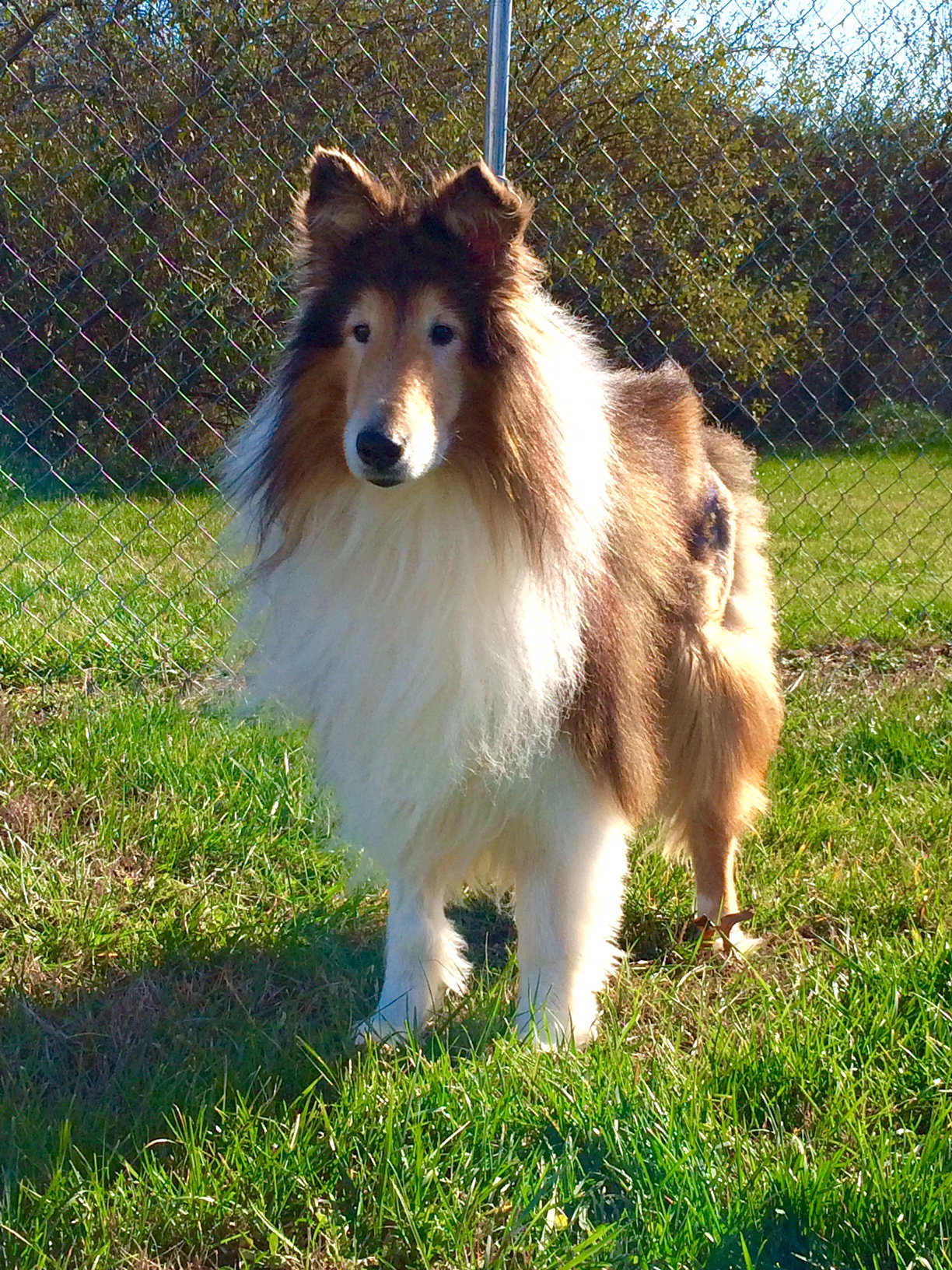 Senior Care Program - Beau a Adult Male Collie (long coat) adopted through Collie Rescue