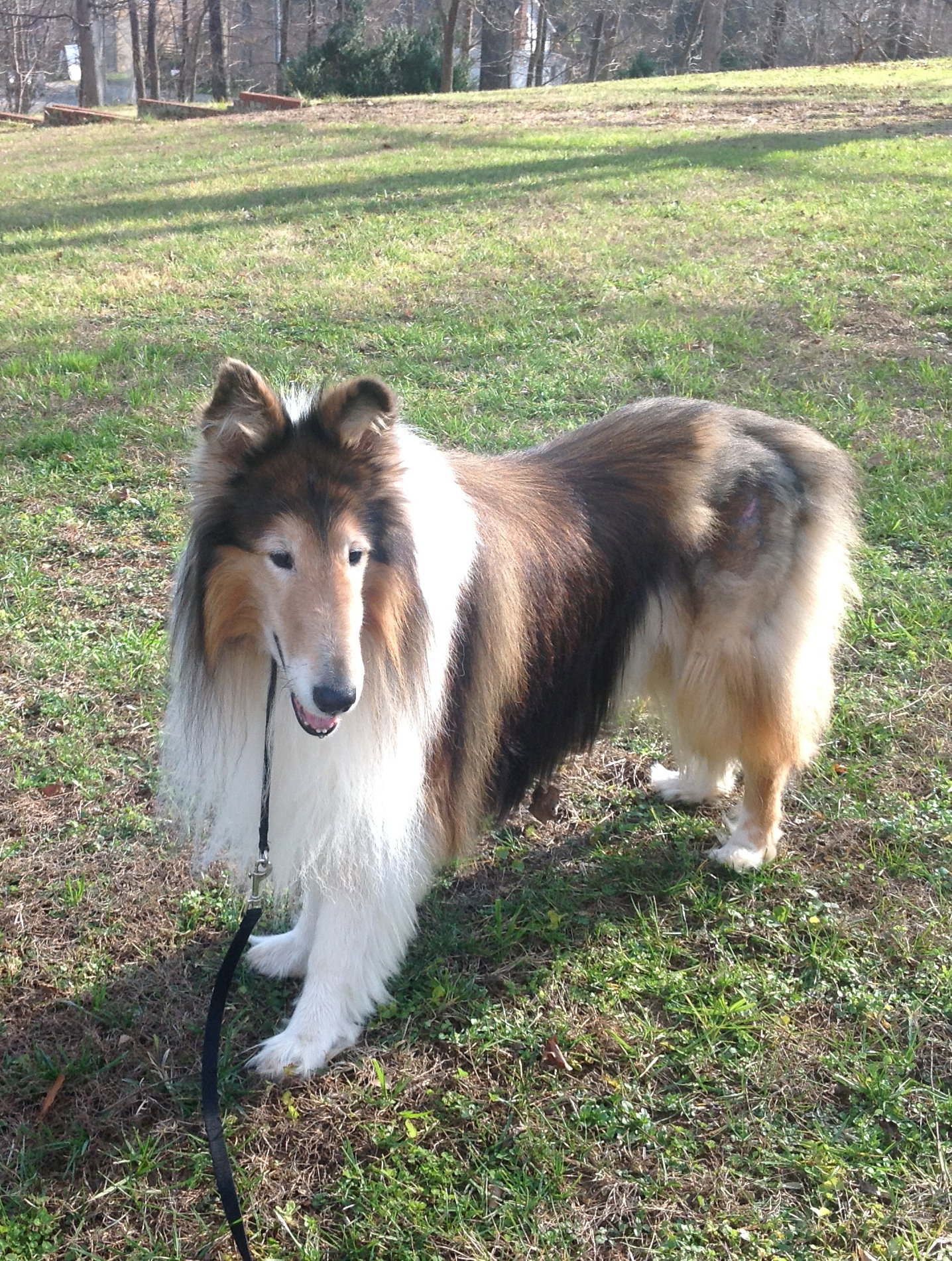 Senior Care Program - Beau - photo 4