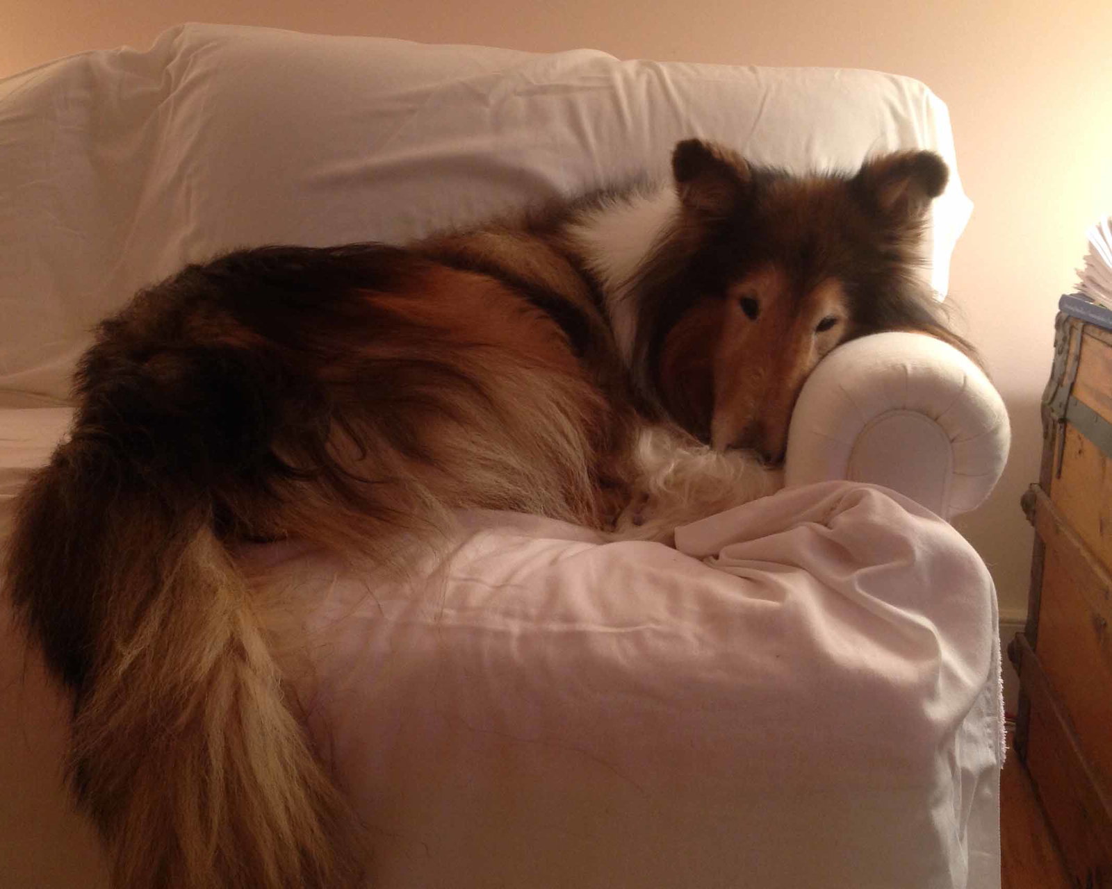 Senior Care Program - Beau - photo 3